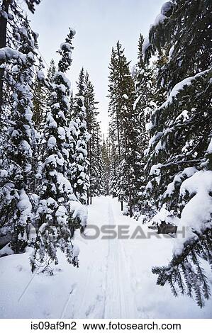 Stock Image - Snow covered fir trees, Colter Bay, Wyoming, USA. Fotosearch