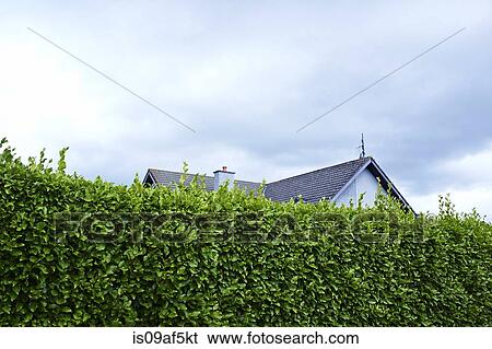 Tall green boundary hedge with house behind View Large Photo Image Stock Photograph - Tall green boundary hedge with house behind. Fotosearch