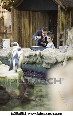 Young boy and father watching penguins at zoo View Large Photo Image Stock Image - Young boy and father watching penguins at zoo. Fotosearch