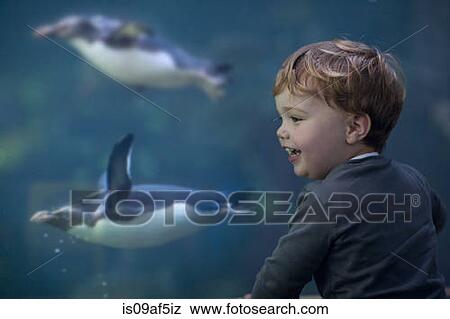 Young boy enjoying penguins swimming in aquarium View Large Photo Image Stock Photo - Young boy enjoying penguins swimming in aquarium. Fotosearch