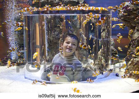 Young boy enjoying view inside an aquarium View Large Photo Image Stock Image - Young boy enjoying view inside an aquarium. Fotosearch