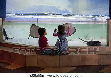 Picture - Young brother and sister looking at stingrays in aquarium. Fotosearch