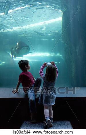 Picture - Young brother and sister photographing on camera phone at aquarium. Fotosearch