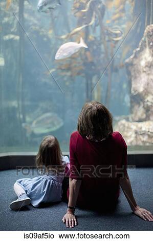 Young girl and grandmother watching fish in aquarium View Large Photo Image Picture - Young girl and grandmother watching fish in aquarium. Fotosearch