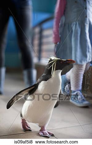 Young girl and mother following penguin at zoo View Large Photo Image Stock Photo - Young girl and mother following penguin at zoo. Fotosearch