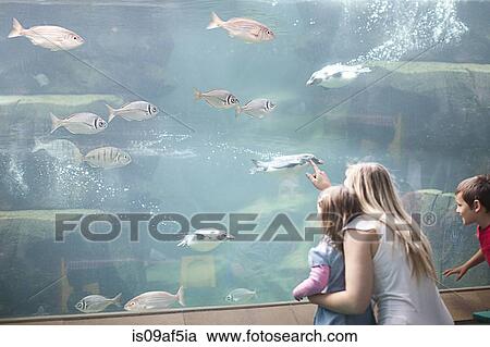 Young mother and two children watching penguins diving in aquarium View Large Photo Image Stock Image - Young mother and two children watching penguins diving in aquarium. Fotosearch