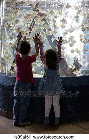 Stock Image - Young sister and brother watching fish in aquarium. Fotosearch