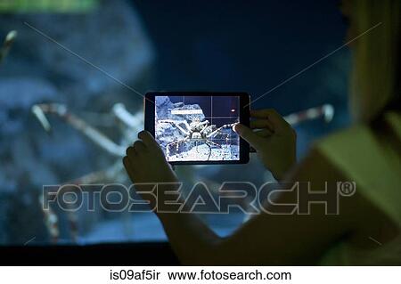 Young woman photographing spider crab on digital tablet in aquarium View Large Photo Image Stock Photography - Young woman photographing spider crab on digital tablet in aquarium. Fotosearch