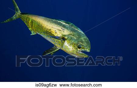 Bull dolphin or mahi-mahi. View Large Photo Image Stock Photo - Bull dolphin or mahi-mahi.. Fotosearch