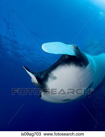 Cephalic lobes of manta ray. View Large Photo Image Stock Image - Cephalic lobes of manta ray.. Fotosearch