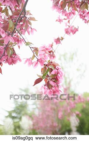 Close up of a pink cherry blossom branch View Large Photo Image Stock Photography - Close up of a pink cherry blossom branch. Fotosearch