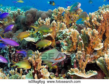 Colorful reef scene. View Large Photo Image Stock Image - Colorful reef scene.. Fotosearch