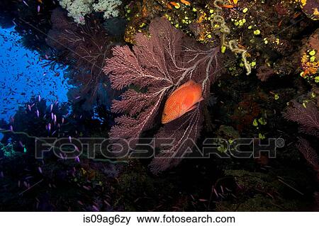 Colorful reef scenic. View Large Photo Image Stock Photo - Colorful reef scenic.. Fotosearch