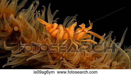 Coral shrimp on whip coral. View Large Photo Image Picture - Coral shrimp on whip coral.. Fotosearch