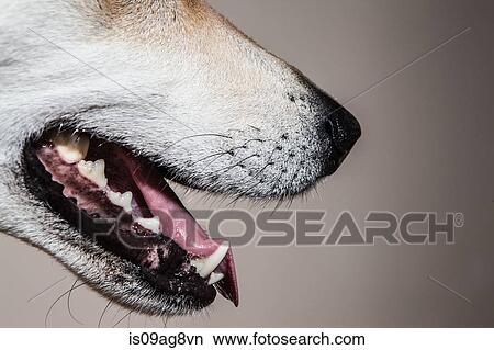 Cropped close up of cross bred alsatian dog View Large Photo Image Picture - Cropped close up of cross bred alsatian dog. Fotosearch