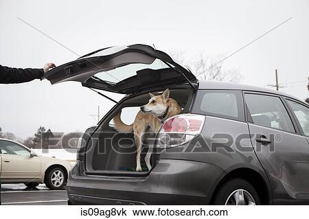 Cross bred alsatian dog in car boot View Large Photo Image Stock Image - Cross bred alsatian dog in car boot. Fotosearch