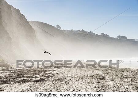 Distant view of surfers on beach, Black Beach, La Jolla, California, USA View Large Photo Image Stock Image - Distant view of surfers on beach, Black Beach, La Jolla, California, USA. Fotosearch