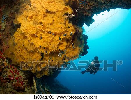 Diver and Black coral. View Large Photo Image Stock Photography - Diver and Black coral.. Fotosearch