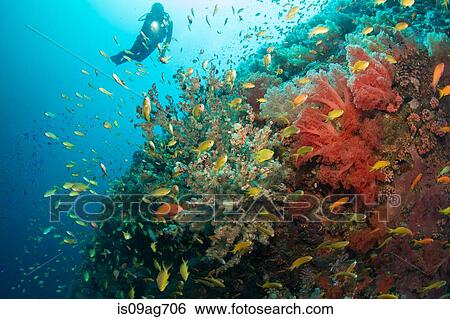 Stock Photograph - Diver and coral reef.. Fotosearch