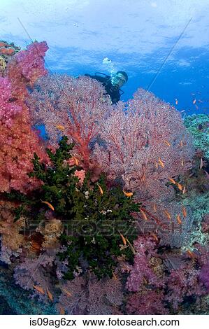 Diver and soft corals. View Large Photo Image Stock Photo - Diver and soft corals.. Fotosearch