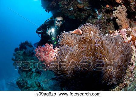 Diver illuminates anemone. View Large Photo Image Stock Image - Diver illuminates anemone.. Fotosearch