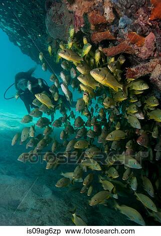 Diver on shipwreck. View Large Photo Image Stock Photography - Diver on shipwreck.. Fotosearch