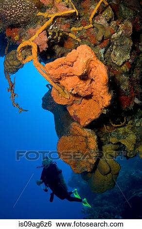 Diver on wall in Cozumel. View Large Photo Image Stock Photograph - Diver on wall in Cozumel.. Fotosearch