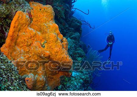 Diver on wall. View Large Photo Image Stock Image - Diver on wall.. Fotosearch