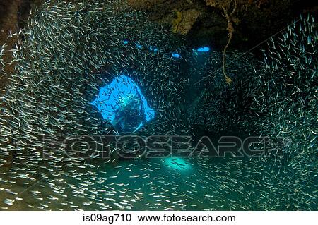 Diver peers into shipwreck. View Large Photo Image Stock Image - Diver peers into shipwreck.. Fotosearch