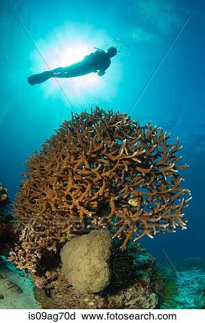 Stock Image - Diver silhouette above reef.. Fotosearch