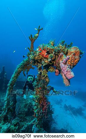 Diver views marine life on wreck. View Large Photo Image Stock Image - Diver views marine life on wreck.. Fotosearch