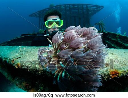 Diver views marine life on wreck. View Large Photo Image Stock Photography - Diver views marine life on wreck.. Fotosearch