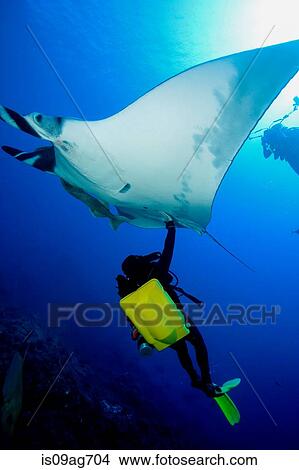 Diver with manta ray. View Large Photo Image Picture - Diver with manta ray.. Fotosearch