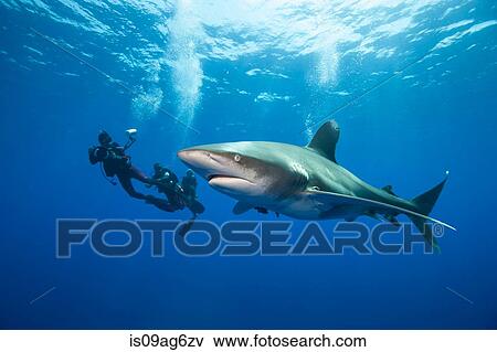 Divers and Oceanic whitetip. View Large Photo Image Stock Photo - Divers and Oceanic whitetip.. Fotosearch