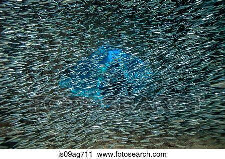 Divers peer into shipwreck. View Large Photo Image Stock Image - Divers peer into shipwreck.. Fotosearch