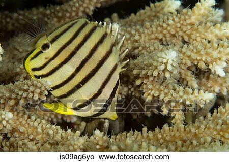 Eight-banded butterflyfish. View Large Photo Image Picture - Eight-banded butterflyfish.. Fotosearch