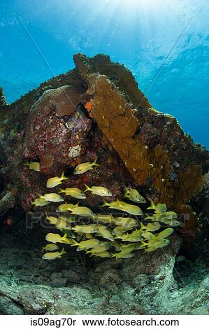 French grunt on shipwreck. View Large Photo Image Stock Photography - French grunt on shipwreck.. Fotosearch