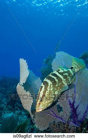 Grouper hiding in sea fan. View Large Photo Image Stock Image - Grouper hiding in sea fan.. Fotosearch