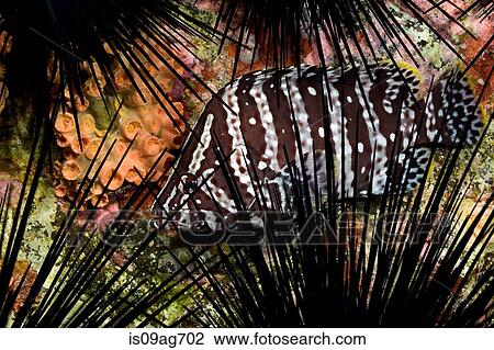 Leather bass and urchins. View Large Photo Image Stock Image - Leather bass and urchins.. Fotosearch