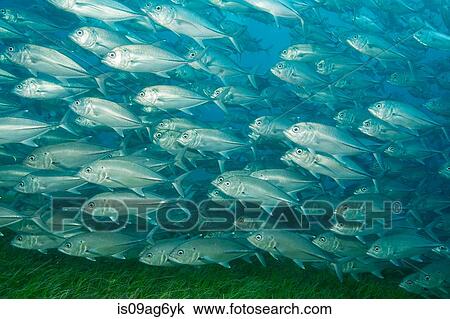 Mass of Bigeye trevally. View Large Photo Image Stock Image - Mass of Bigeye trevally.. Fotosearch