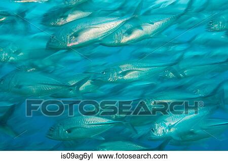 Stock Image - Mass of Bigeye trevally.. Fotosearch