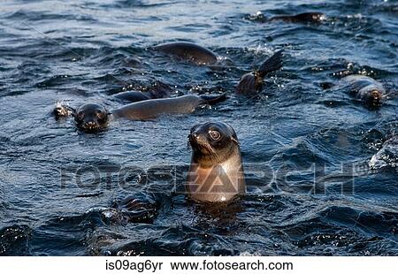 Stock Photography - New Zealand fur seals.. Fotosearch