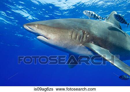 Oceanic whitetip shark. View Large Photo Image Stock Photograph - Oceanic whitetip shark.. Fotosearch