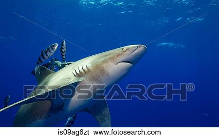 Oceanic whitetip shark. View Large Photo Image Stock Photograph - Oceanic whitetip shark.. Fotosearch