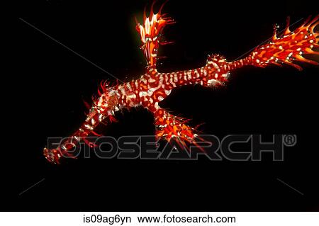 Ornate ghost pipefish midwater. View Large Photo Image Picture - Ornate ghost pipefish midwater.. Fotosearch