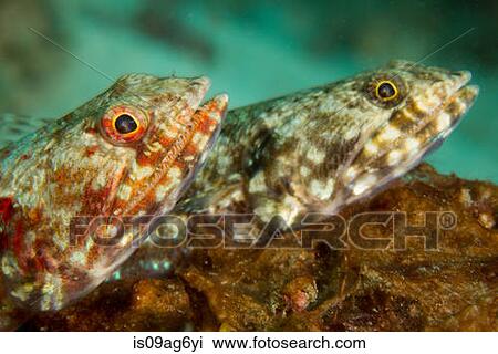 Pair of Reef lizardfish. View Large Photo Image Stock Image - Pair of Reef lizardfish.. Fotosearch
