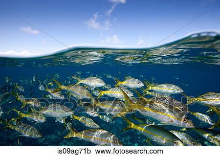 Parade of Yellowtail snapper. View Large Photo Image Stock Image - Parade of Yellowtail snapper.. Fotosearch
