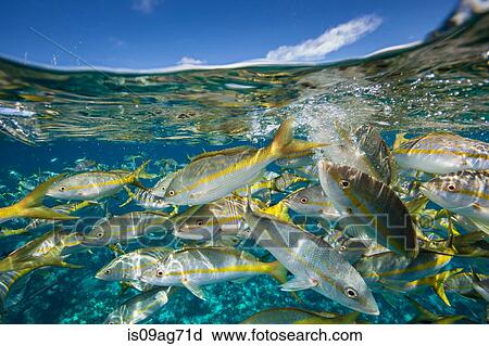 Parade of Yellowtail snapper. View Large Photo Image Stock Image - Parade of Yellowtail snapper.. Fotosearch