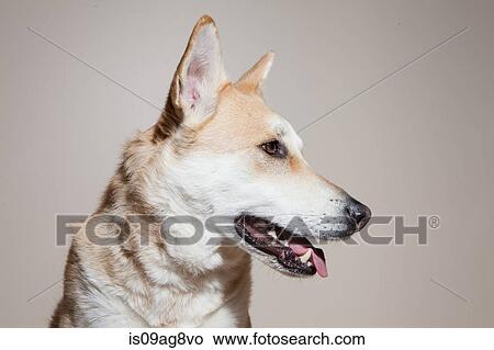 Portrait of cross bred alsatian dog View Large Photo Image Picture - Portrait of cross bred alsatian dog. Fotosearch