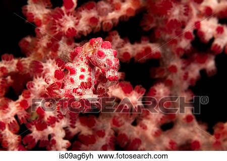 Pygmy sea horse on soft coral. View Large Photo Image Stock Image - Pygmy sea horse on soft coral.. Fotosearch